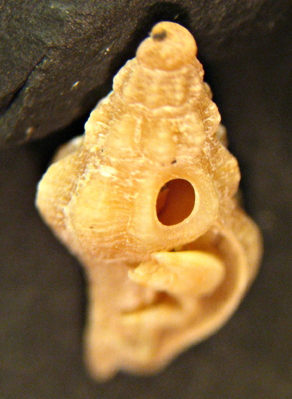 Raphitoma ?  (pagurato)
